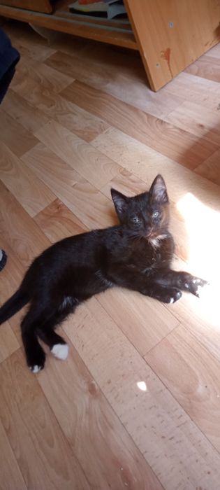 Отдам котят в хорошие руки