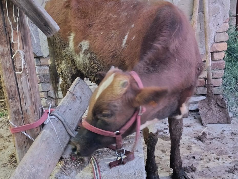 Buqacha sotiladi