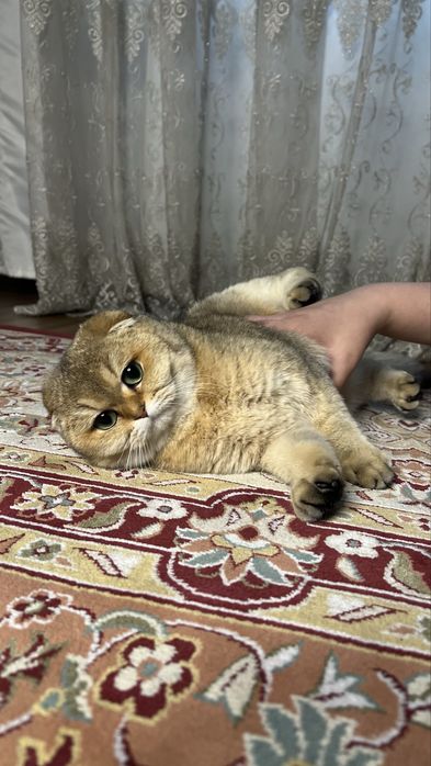 Кошка породы Scottish Fold