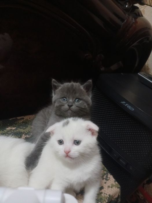 Mushukchalar strayd va fold