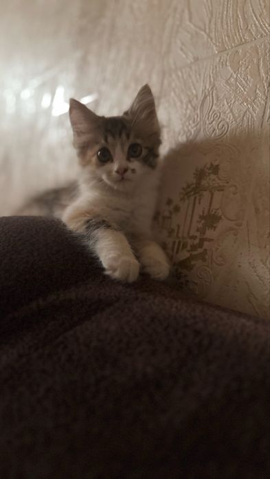 Котята в добрые руки!!!