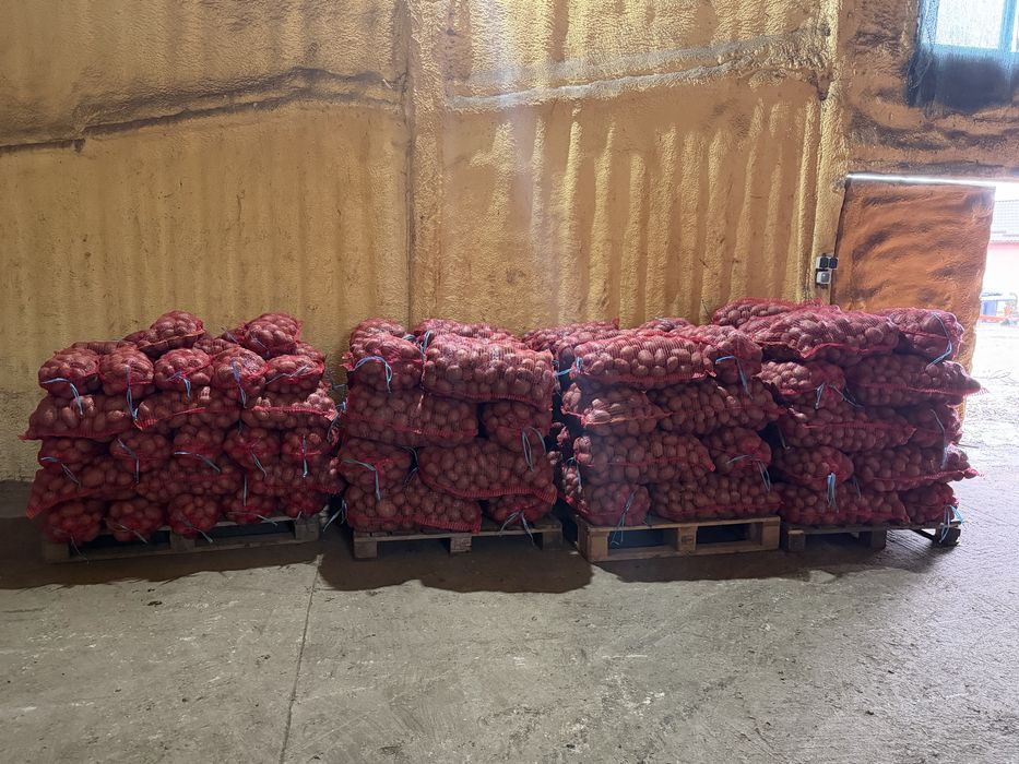 Cartofi de consum recent ambalat belarosa