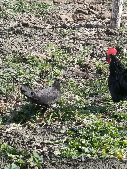 Японский Шабо сотилади