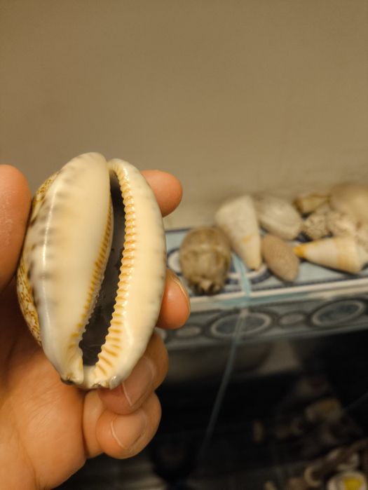 Ракушки разных размеров и ыорм