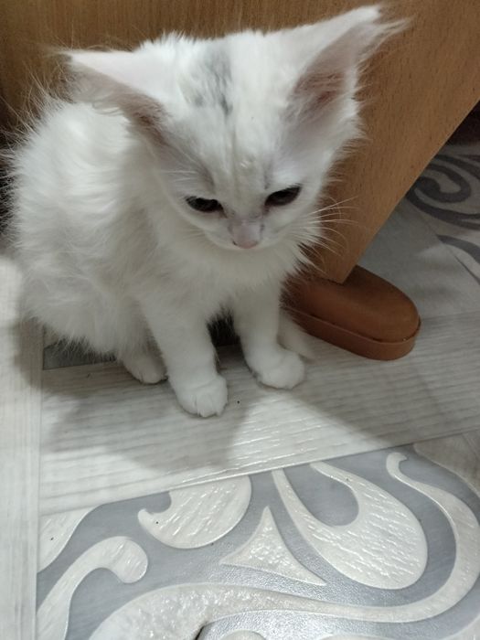 Отдам даром котёнка