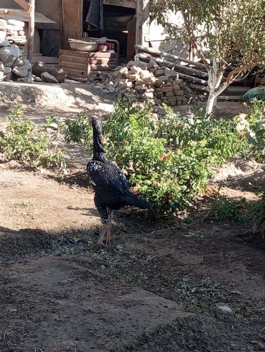 Biramir makion tavug'