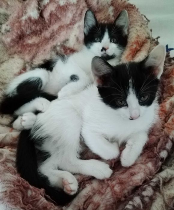 ofer spre adoptie pisici
