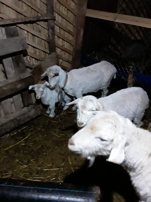 Козы, козёл, коза, козлята