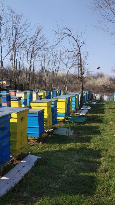 Продавам пчелни семейства