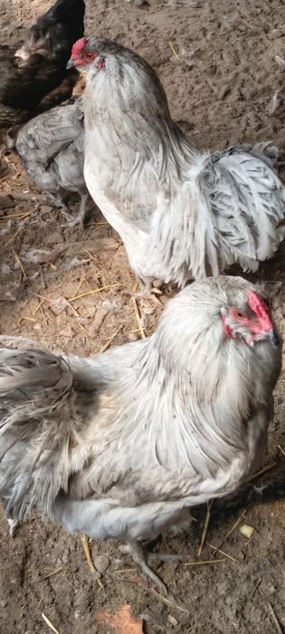 Петухи амераукан лаванда продам..