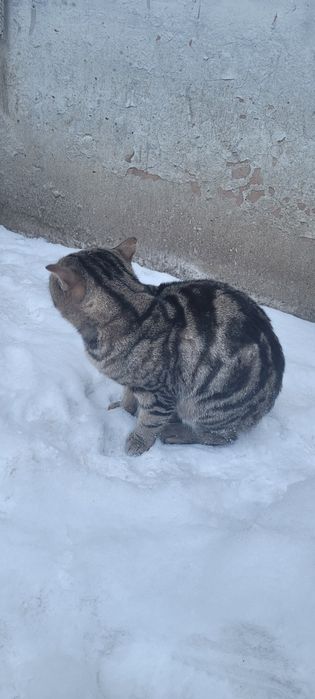 Кот, помесь с британским