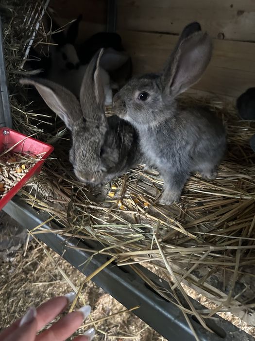 Puii de iepurasi speciali pentru paste