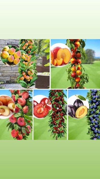 Pomi fructiferi columnari