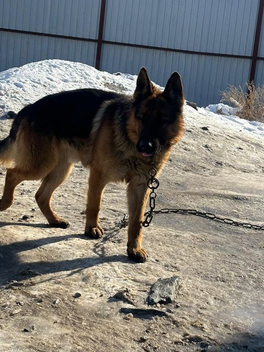 Немецкий овчарка 55к 2 жасар