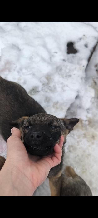 Щенок девочка 4 месяца НЕ на цепь!!!