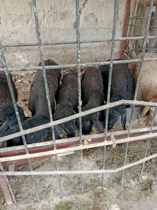 Эркек козылар 7шт