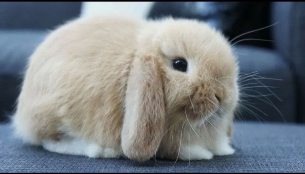 Продам кролика домашнего ручного