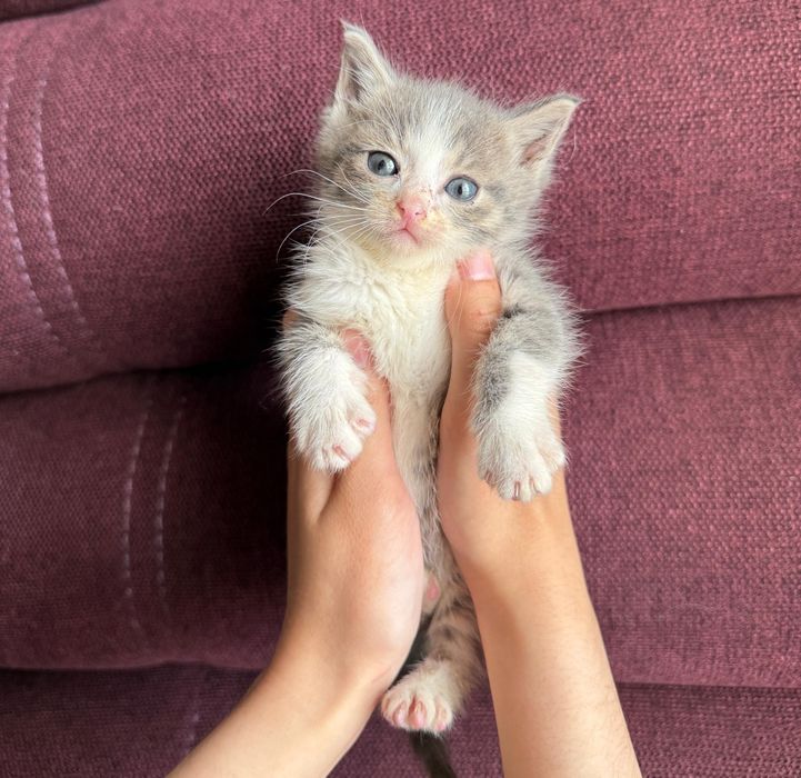 Ищем дом для котят (девочки, 2 мес)
