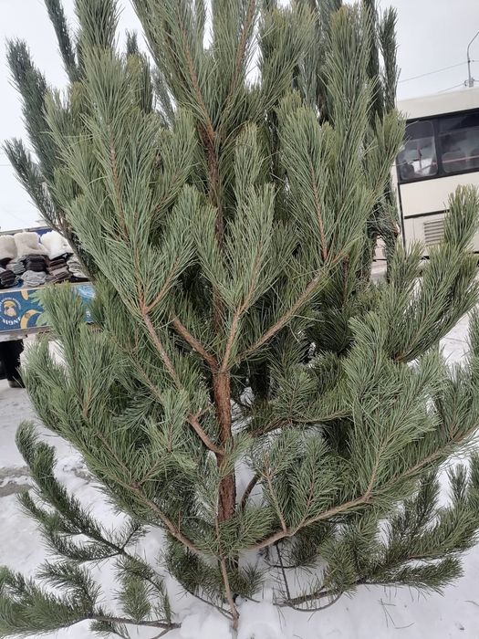 Елки новогодние пышные