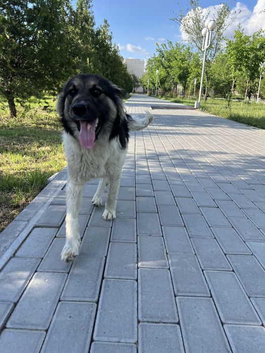 Ищу нового хозяина для собаки.