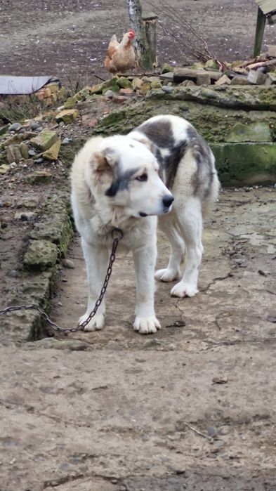 Vănd mascul de Asia centrala