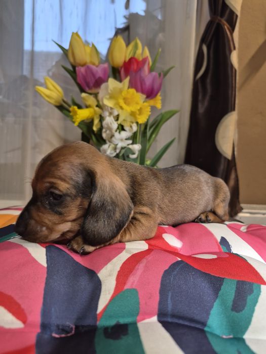 Teckel  cu pedigree ( miniatur)