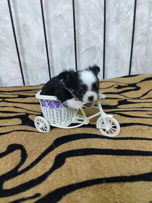 Продаётся миниатюрные мальчик чихуахуа