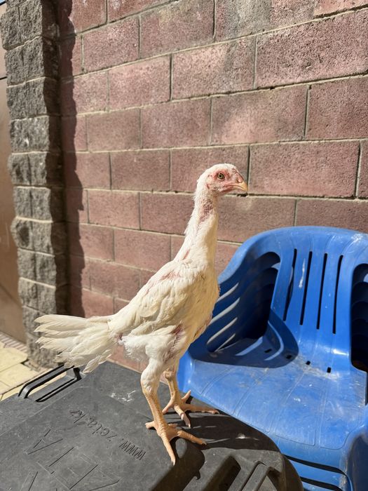 Дакан цыплята. Куры петухи.