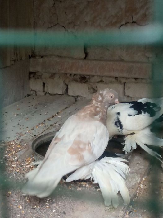 Продаю голубей двух чубых