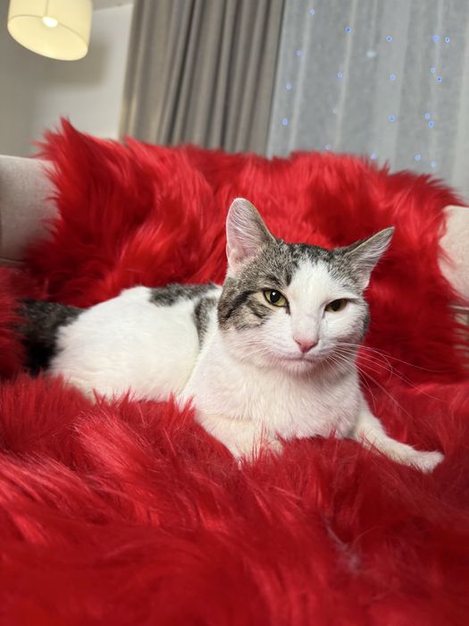 Кот ОСКАР ищет семью