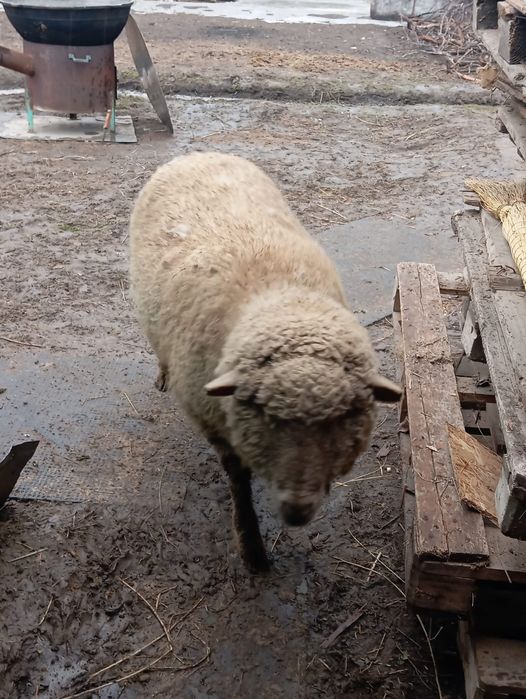 Продам барашка жирный