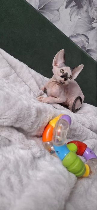 Котик донского сфинкса