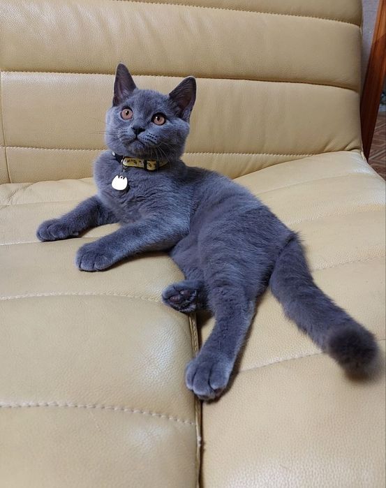 Продаются котята