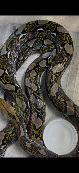 Сетчатый питон взрослая самка