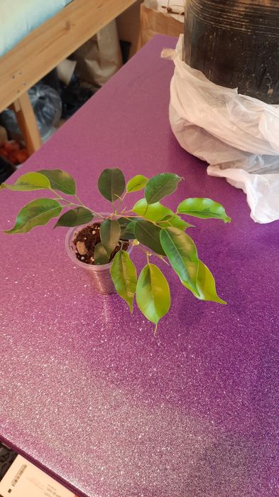 Комнатные цветы красивые