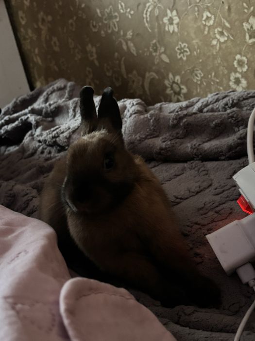 отдам кролика в добрые руки