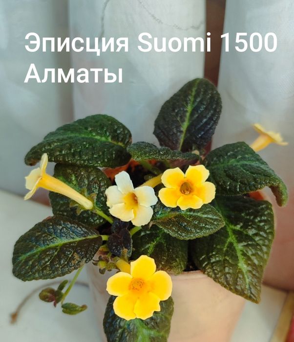 Эписции разные красивые