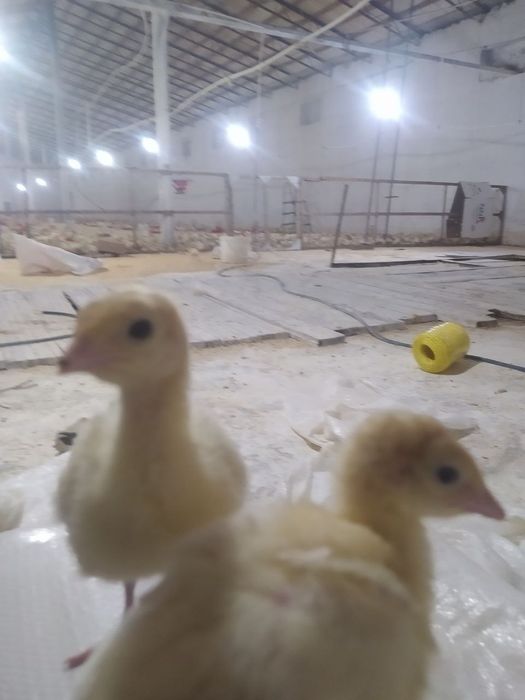 Бин 6 жужалари сотувда оргинал