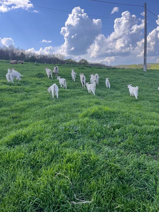 Capre cu iezi Saanen schimb cu cereale