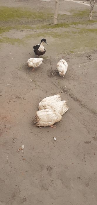 SOTILADI 65 .Dan 5 ta bor