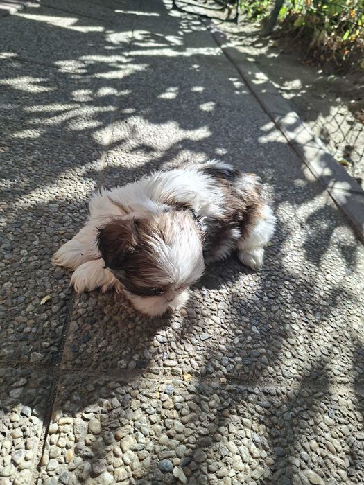 shih tzu talie mica foarte frumos rasa pura detin ambii parinti