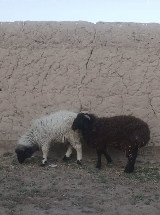 Семыз токты кошкар