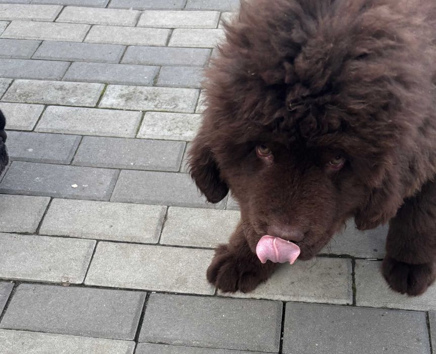 vand Terranova baiat