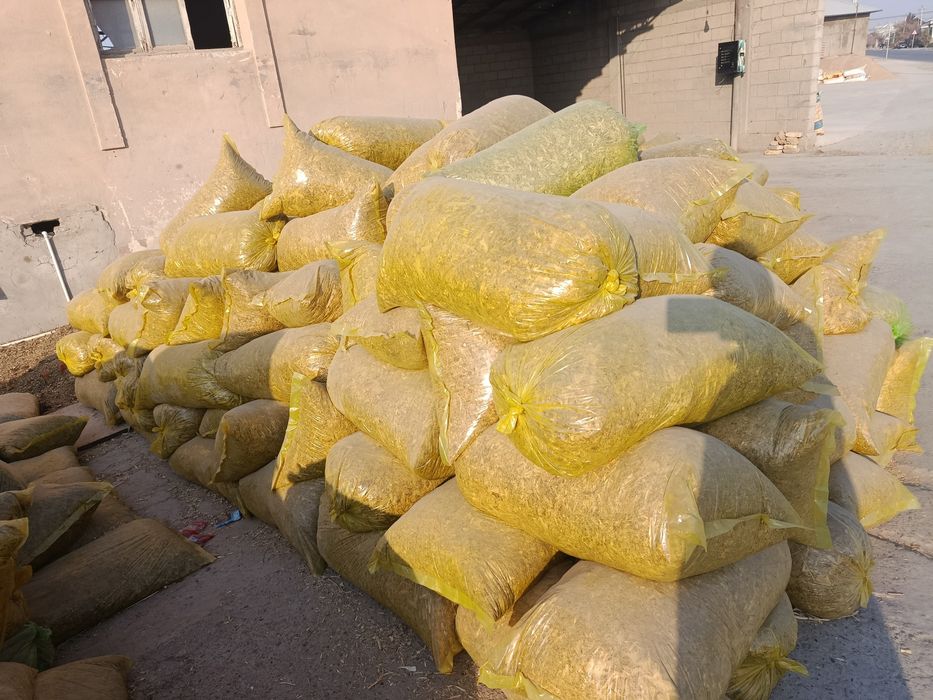 Silos senaj sotilidi  20kg qopda