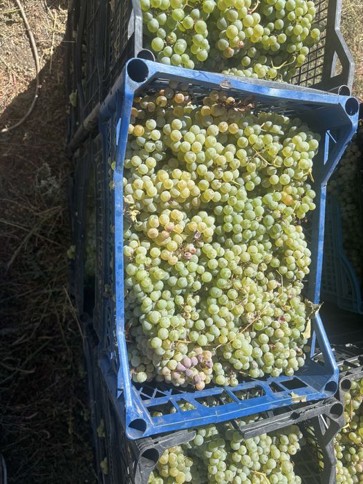Продавам грозде за вино и ракия