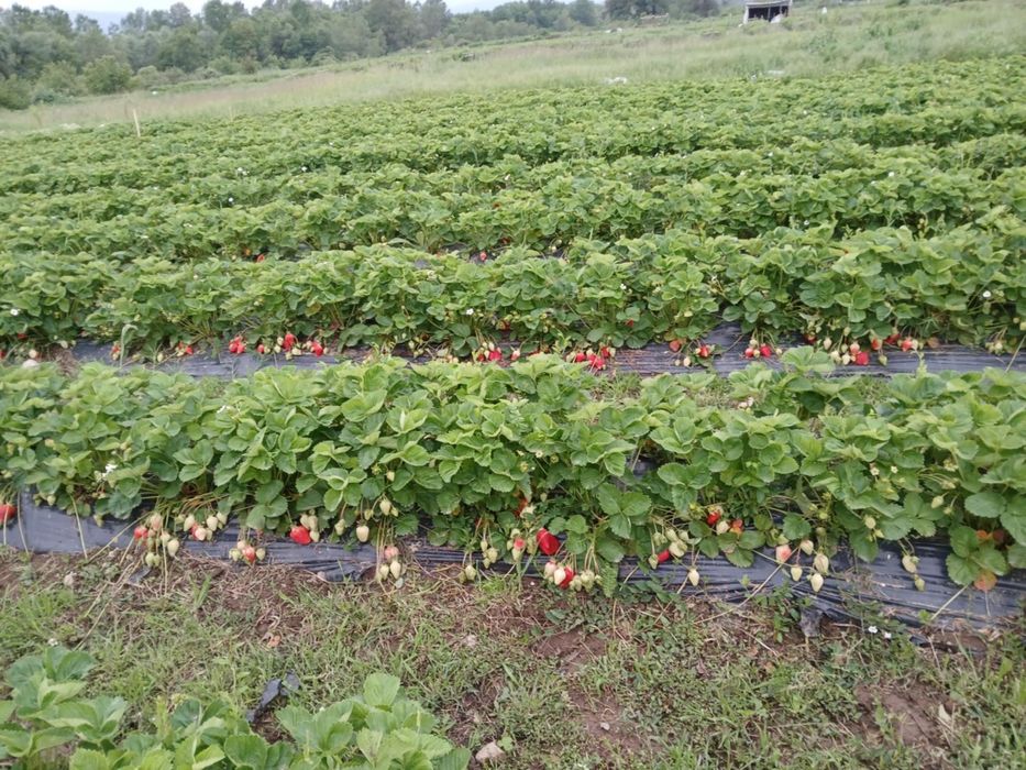 Ягоди и Малини Продавам