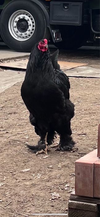 Брама жас қораздары