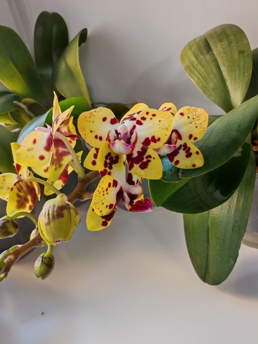 Фаленопсис Азиат