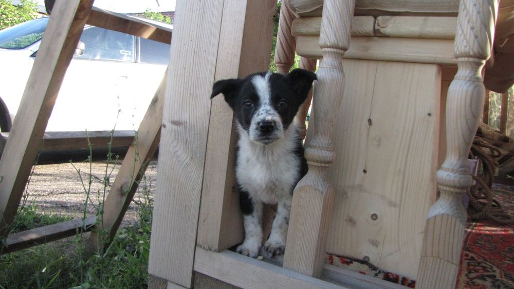 Щенки в добрые руки