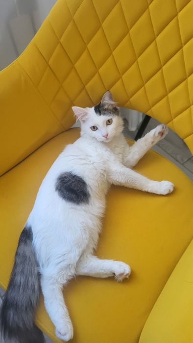 Кошечка ищет дом